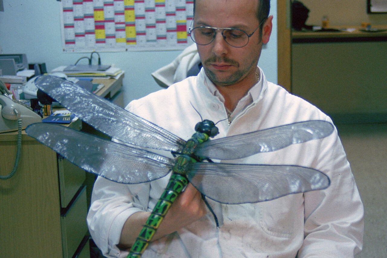 Griffinfly gigante em exibição; estudo questiona por que insetos primitivos eram tão grandes. Reprodução: Gizmodo