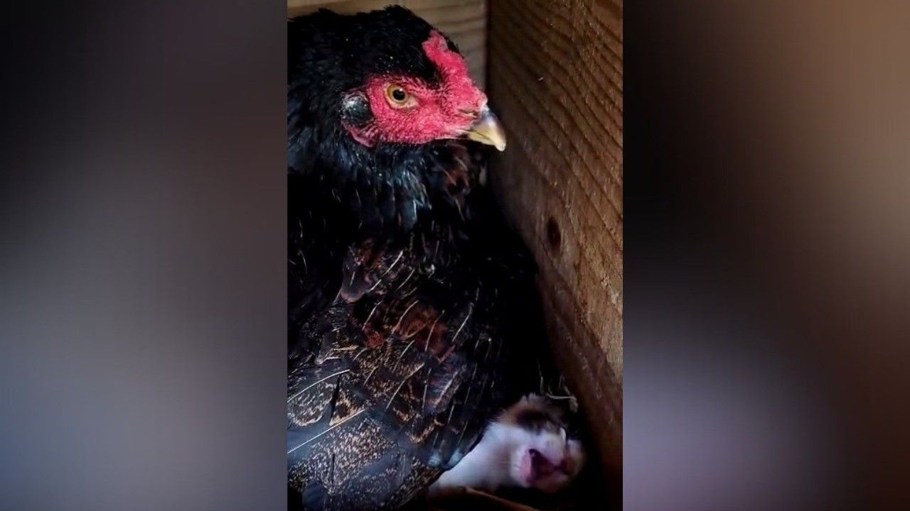 Galinha voa para se juntar aos gatos enquanto sua mãe biológica passeia. Reprodução: Globo