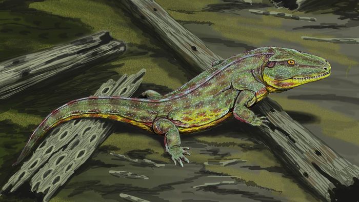 Sobrevivência dos Anfíbios na Maior Extinção do Planeta