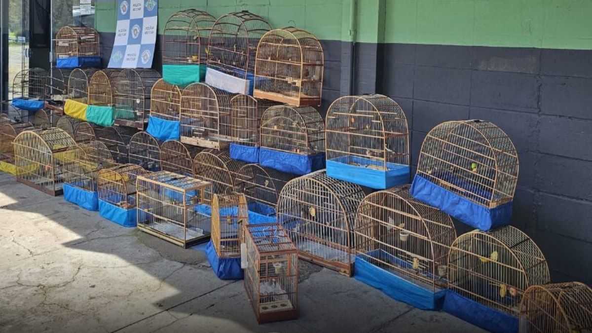 Animais resgatados em condições precárias e sem identificação. Reprodução: Último Segundo