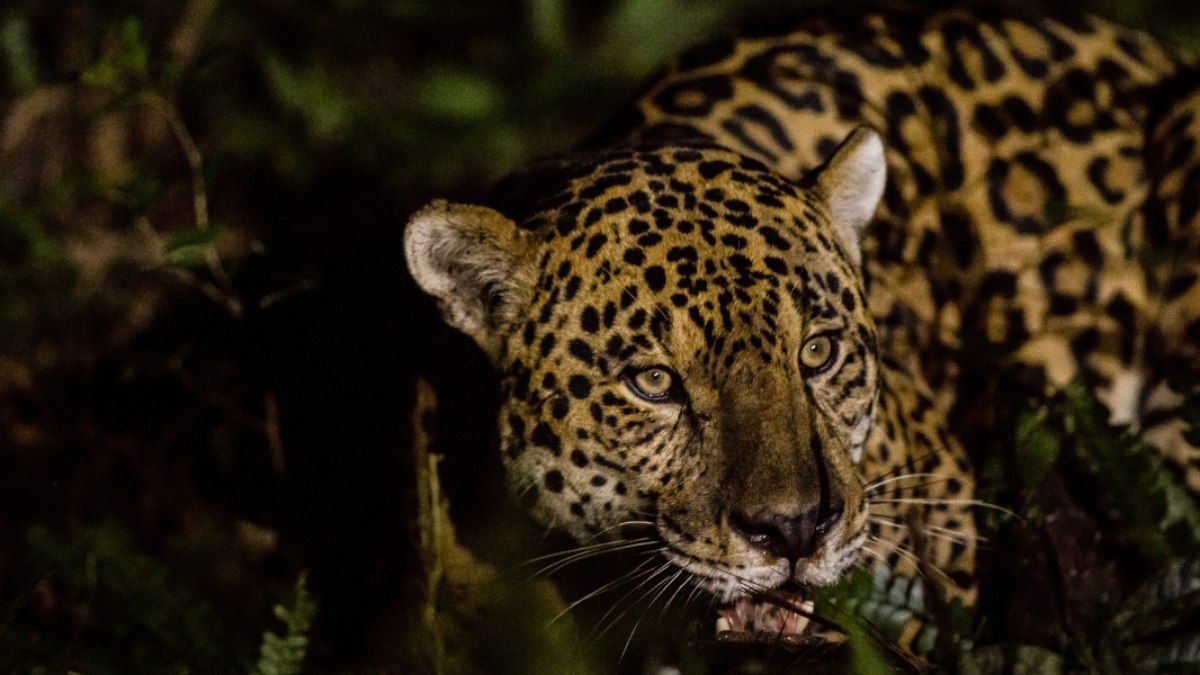 Yara Barros recebe homenagem por duplicar população de grandes felinos no Parque Nacional do Iguaçu. Reprodução: ig.com.br