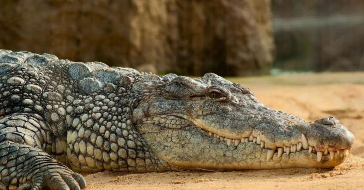 Região da Austrália enfrenta risco com 100 mil crocodilos