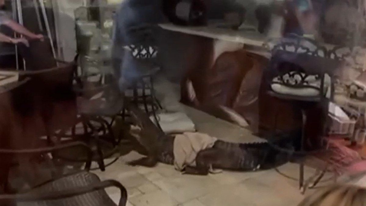 Jacarés em Vias Urbanas: Invasões e Surpresas no Brasil