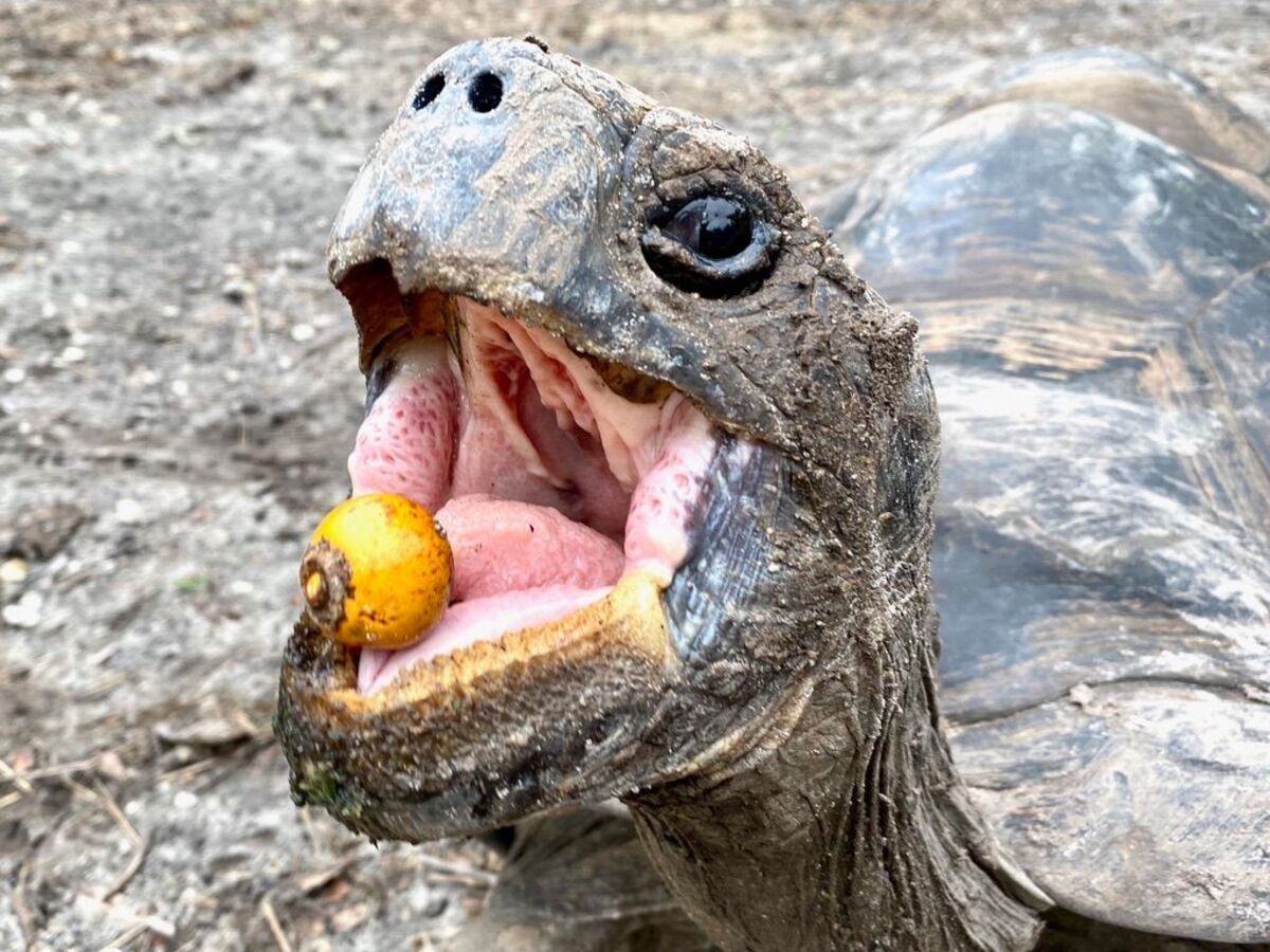 Mauro Galetti destaca importância dos dispersores de sementes para a manutenção das florestas e conservação ambiental. Reprodução: Globo