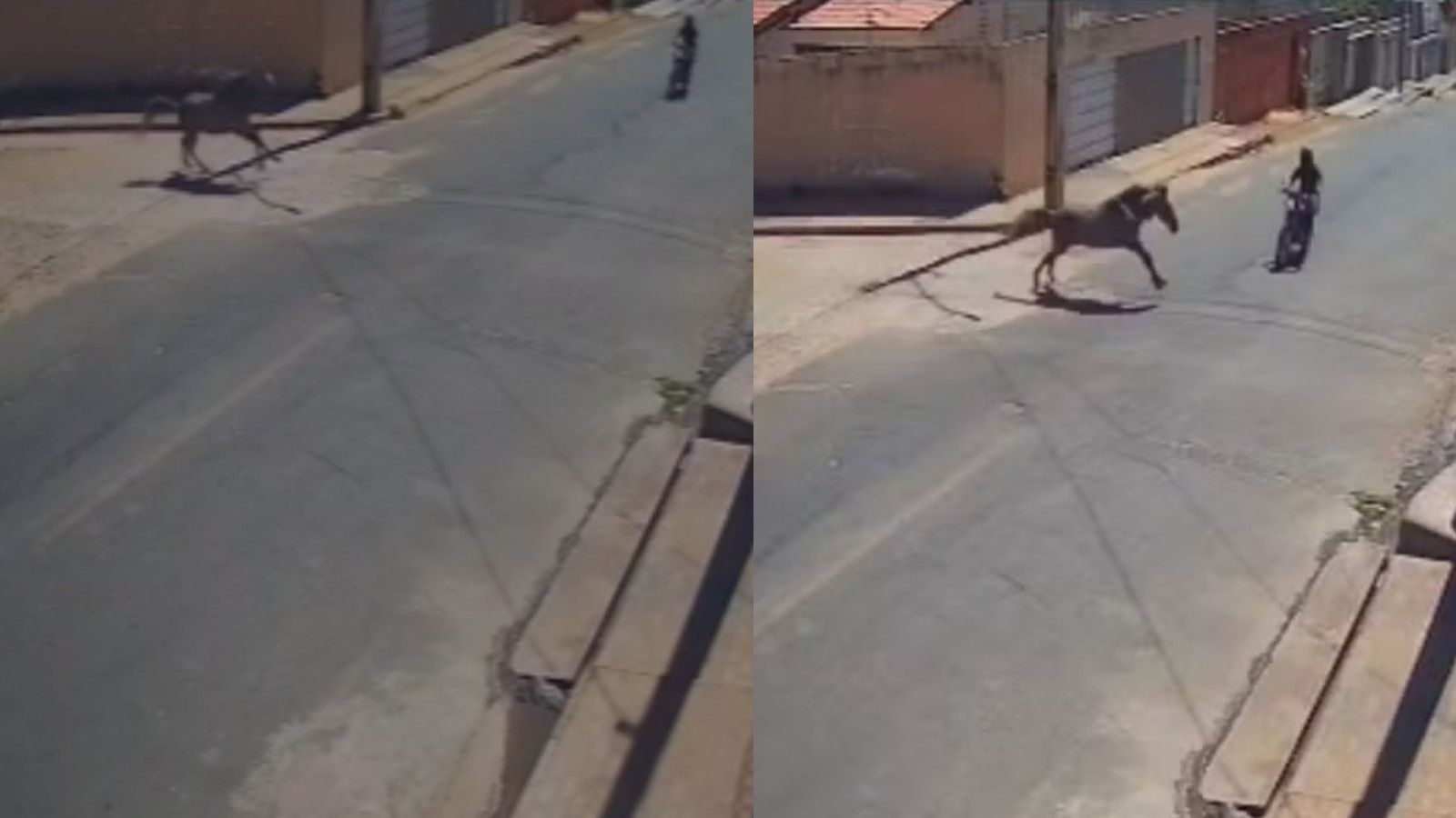 Motociclista morre após colisão com cavalo em Floriano; dono do animal pode responder por homicídio culposo. Legenda da imagem. Reprodução: Retorno do item 11