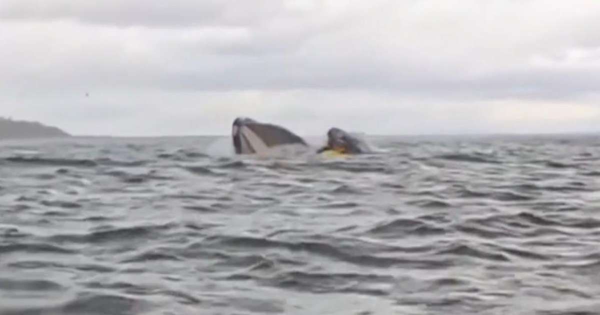 Experiência impressionante de jovem engolido por baleia