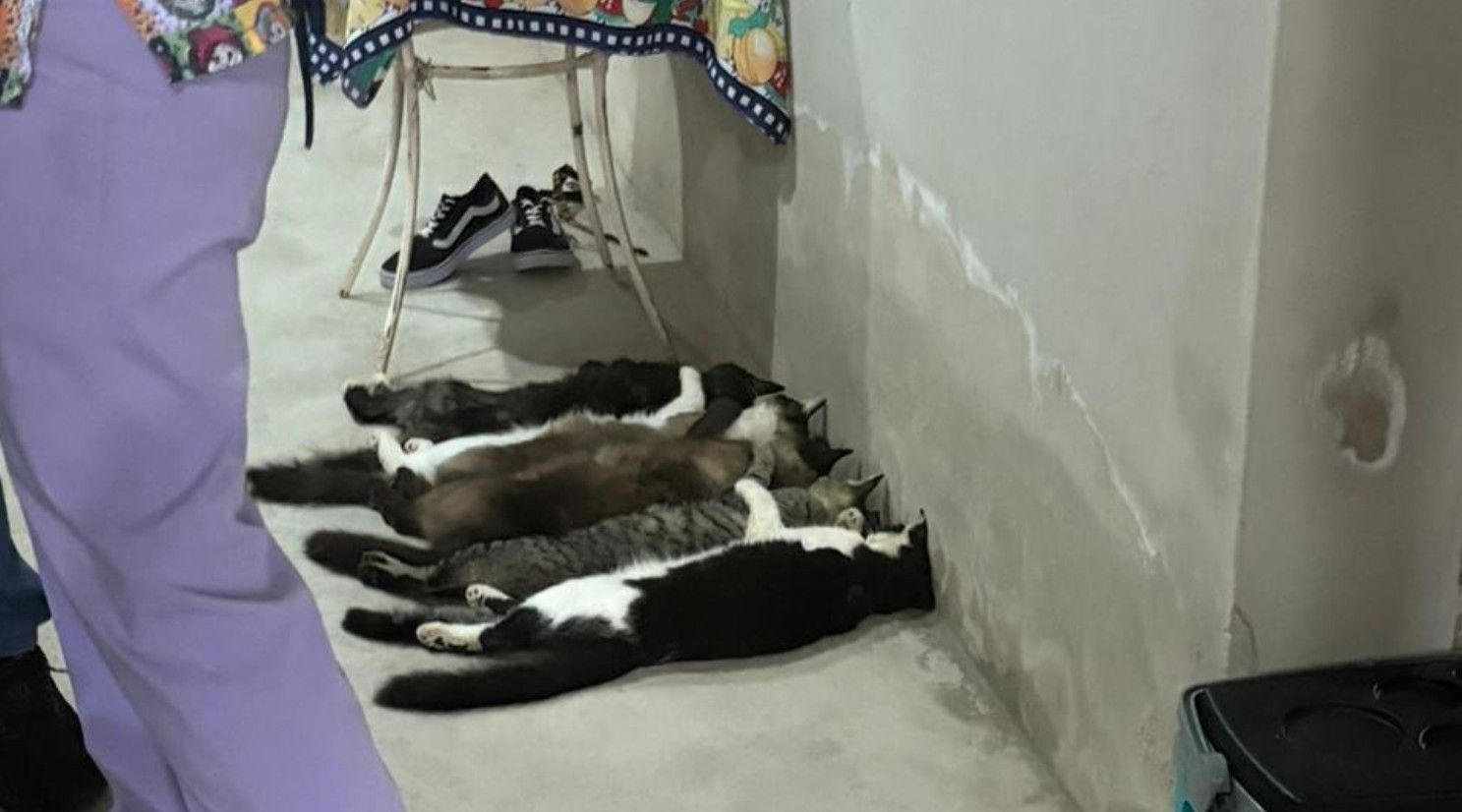 Gatos encontrados desacordados em clínica clandestina de coleta de sangue em Monte Alto, SP. Legenda da imagem. Reprodução: Retorno do item 11