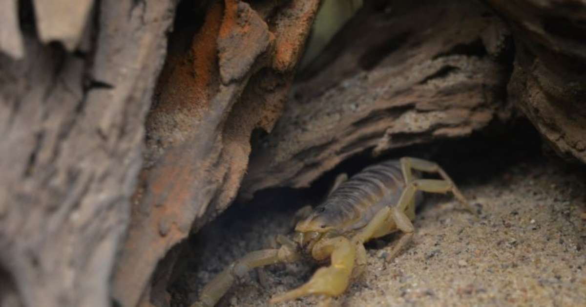 Nova espécie de escorpião da era dos dinossauros é descoberta