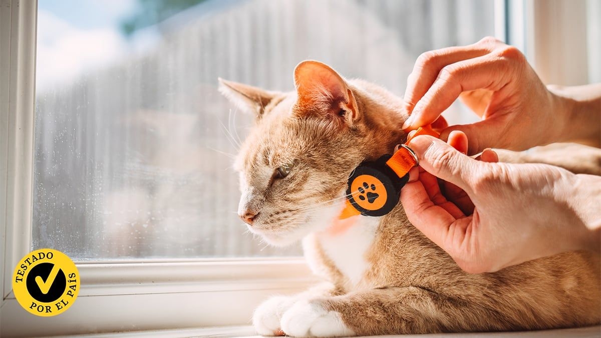 Testo vários colares GPS para gatos e digo qual comprar.. Reprodução: Elpais