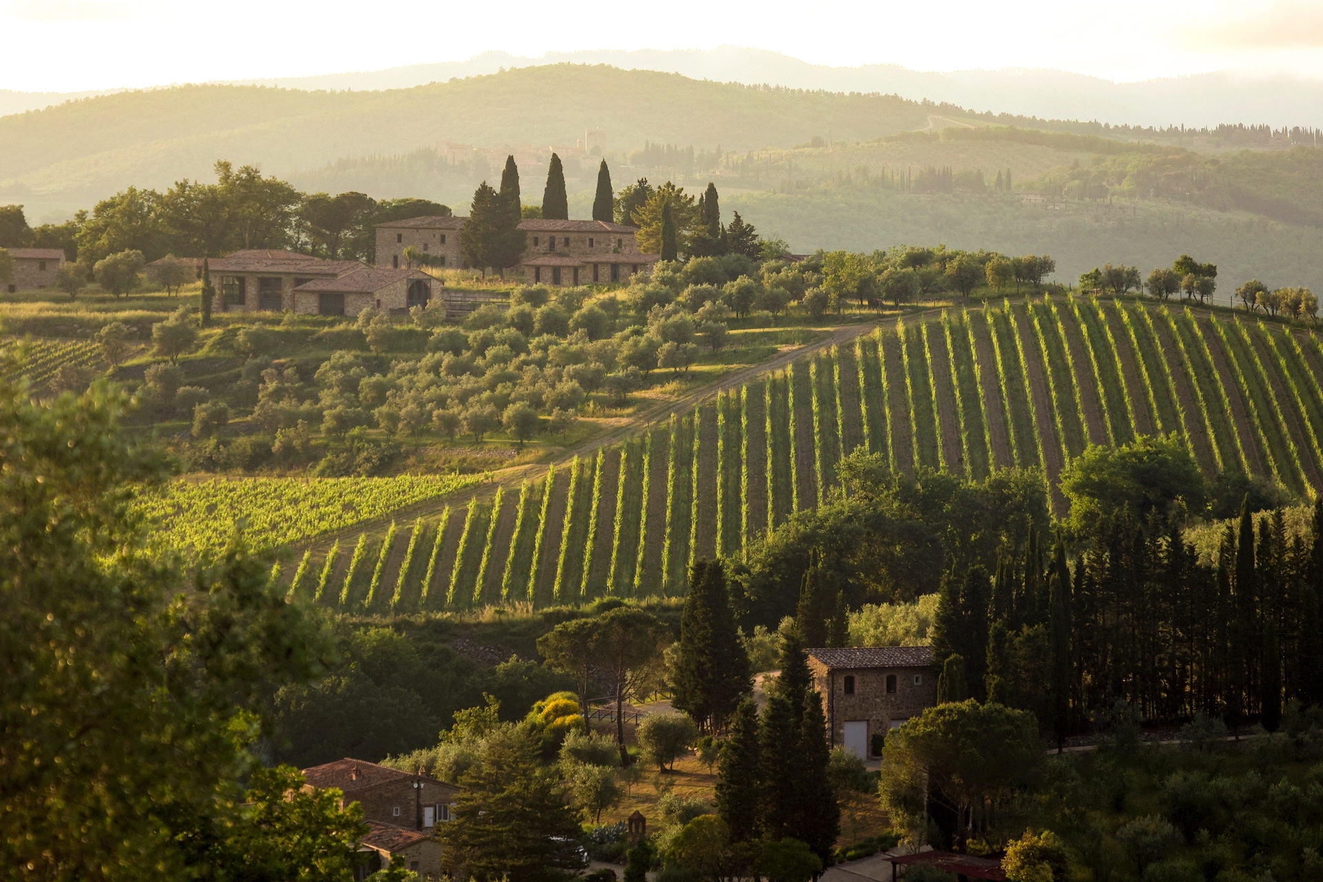 Vinha em meio a colinas na região vinícola de Chianti, Toscana, Itália.; Legenda da imagem. Reprodução: Business Insider