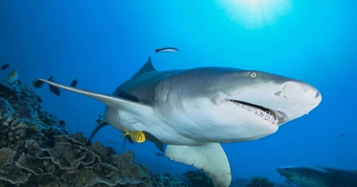 Turista perde mãos após ataque de tubarão ao fazer selfie