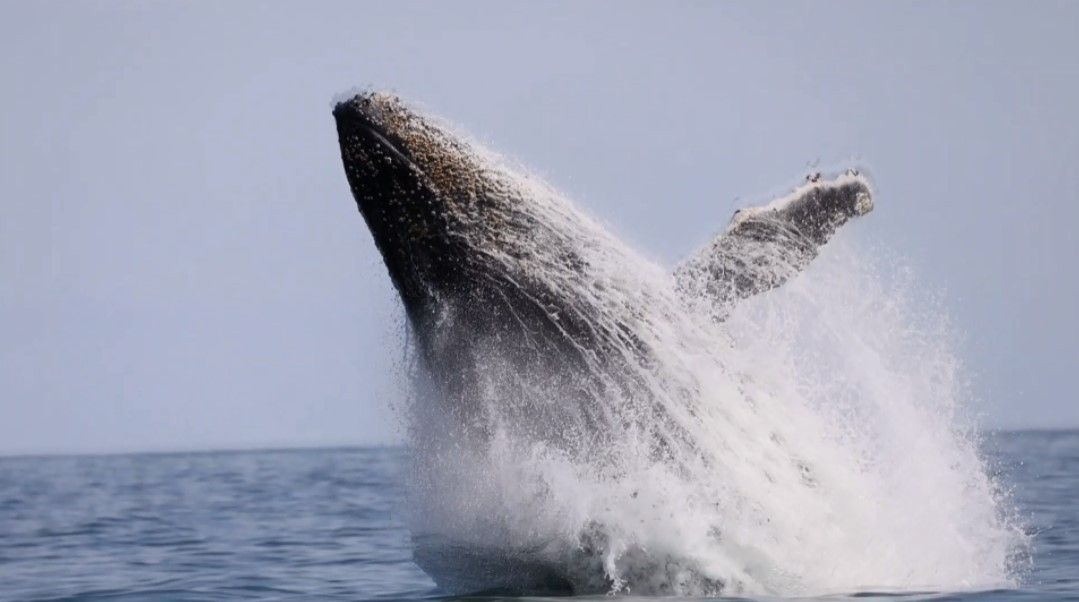Baleias-jubarte são avistadas nas praias de Ilhabela e São Sebastião, atraindo turistas ao Litoral Norte de SP. Reprodução: Globo