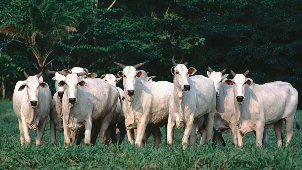 Pecuária no Mato Grosso impulsiona desmatamento, elevando riscos econômicos globais.. Reprodução: VEJA