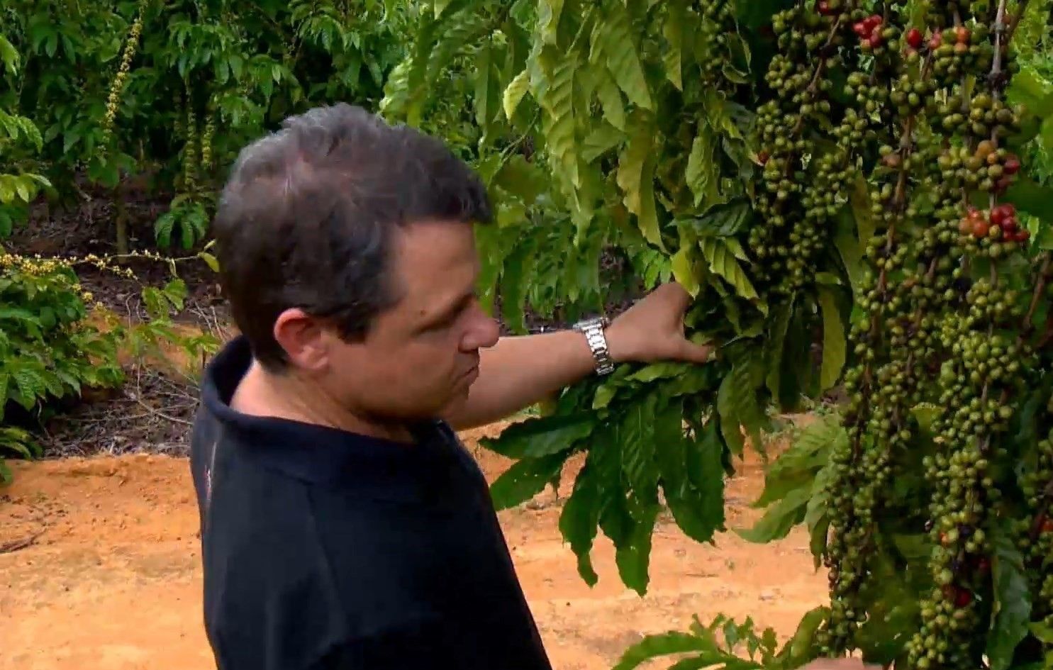 Produtor rural Edson Costalonga inicia a colheita do café conilon no Espírito Santo, animado pelas altas dos preços. Reprodução: Globo