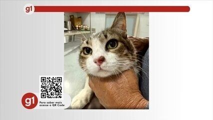 Polícia Civil investiga a morte de dois cavalos na zona rural de Ibitinga. Reprodução: Globo