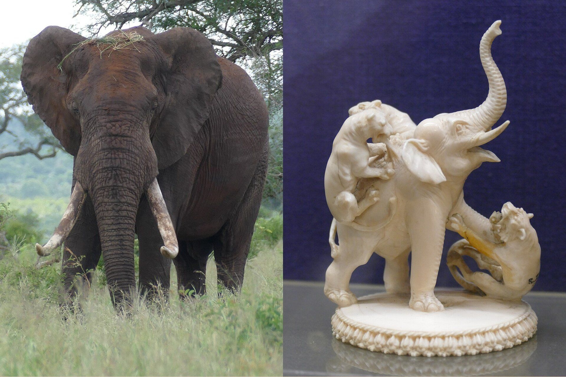 Nova técnica forense ajuda a identificar marfim de elefante contrabandeado como se fosse de mamute.; Legenda da imagem. Reprodução: Gizmodo