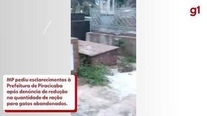 Protetoras denunciam redução na ração para gatos abandonados em Piracicaba, passando de 30 para 15 quilos diários.; Reprodução: Globo