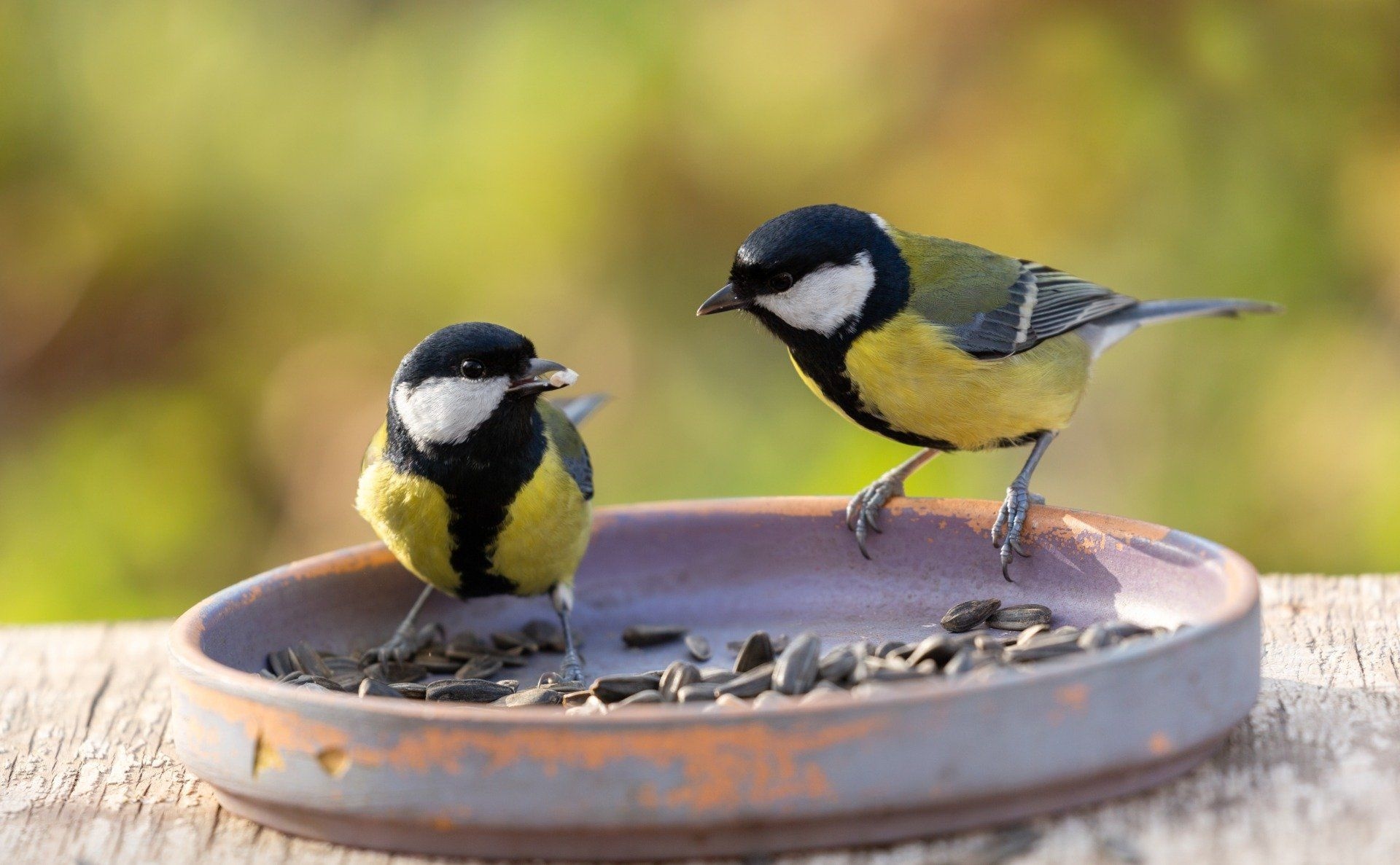 Pássaros Great Tits em momento de alimentação, revelando aspectos sociais interessantes da espécie. Reprodução: Gizmodo