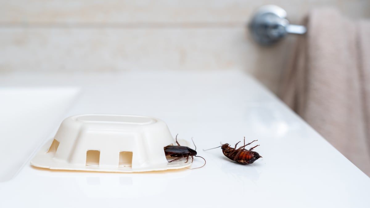 As principais armadilhas para controlar a infestação de baratas no verão. Reprodução: El País