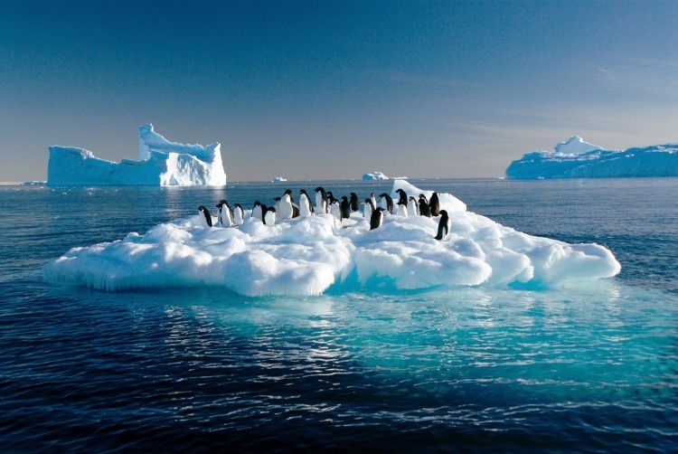 Pinguins-adélie flutuam em gelo derretido no oceano austral, evidenciando os efeitos do aquecimento global. Reprodução: Globo
