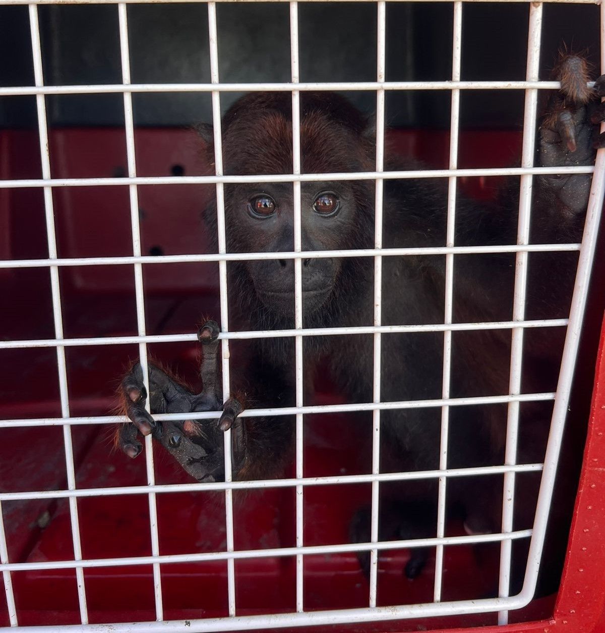 Macaco entregue ao Corpo de Bombeiros após morte da tutora em Cruzeiro do Sul. Reprodução: Globo