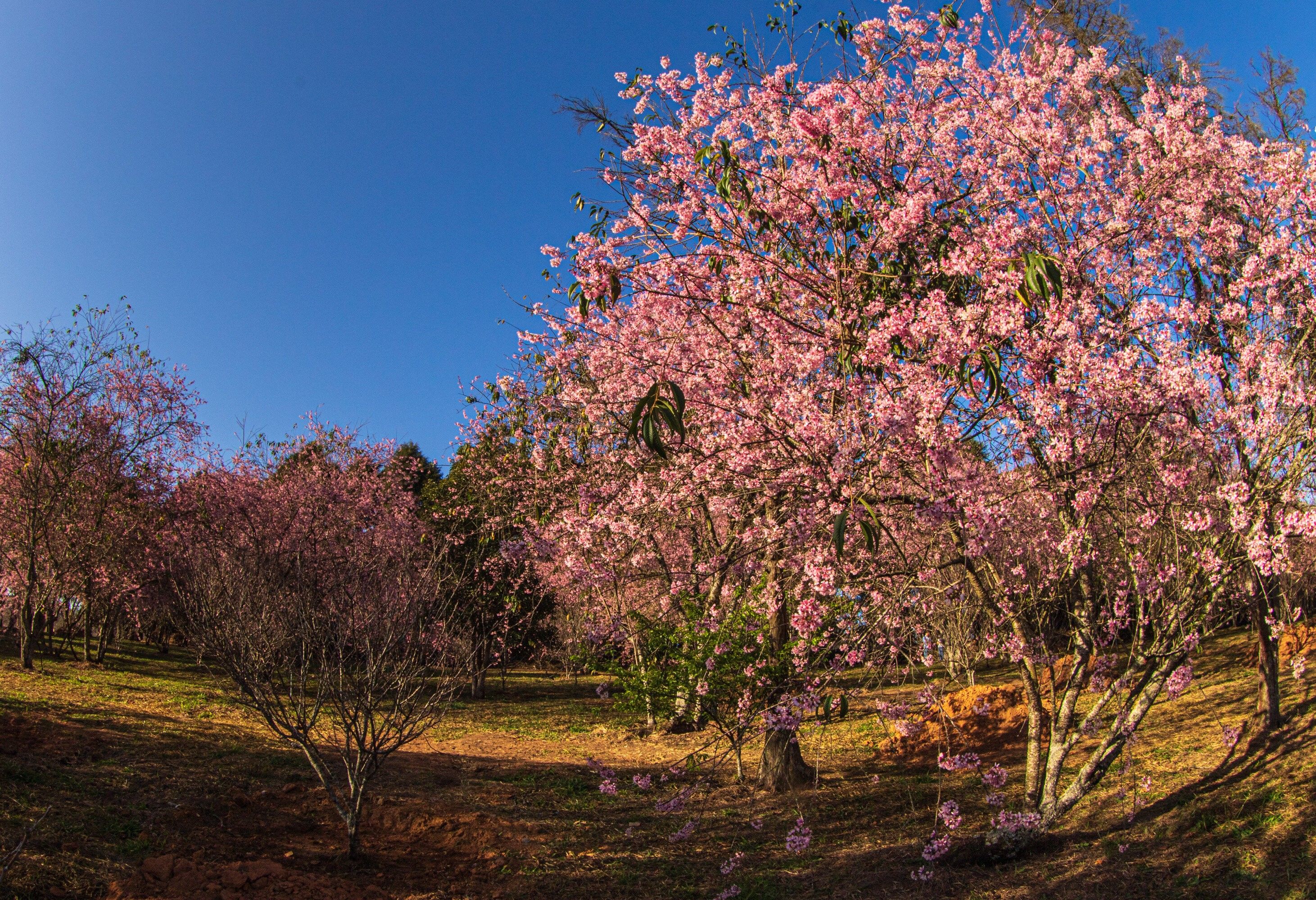 Cerejeiras florescem no Parque do Carmo, São Paulo, durante a 45ª Festa das Cerejeiras. Reprodução: Globo