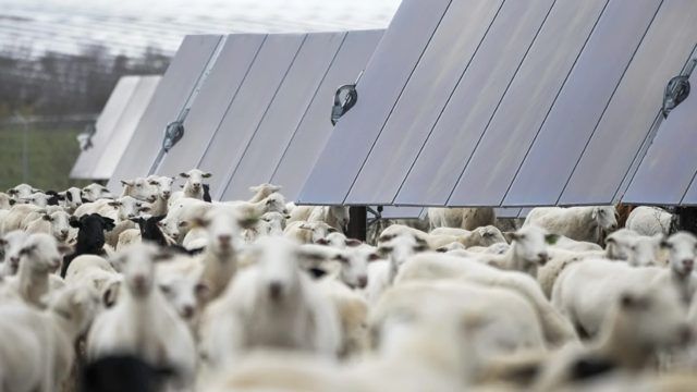 Pastoreio Solar: O Impacto da Energia Renovável no Texas