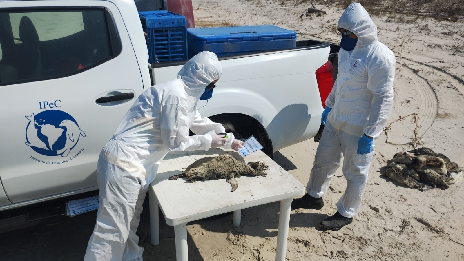 Pinguins-de-magalhães encontrados mortos em Ilha Comprida, resultando em 739 casos registrados. Reprodução: G1