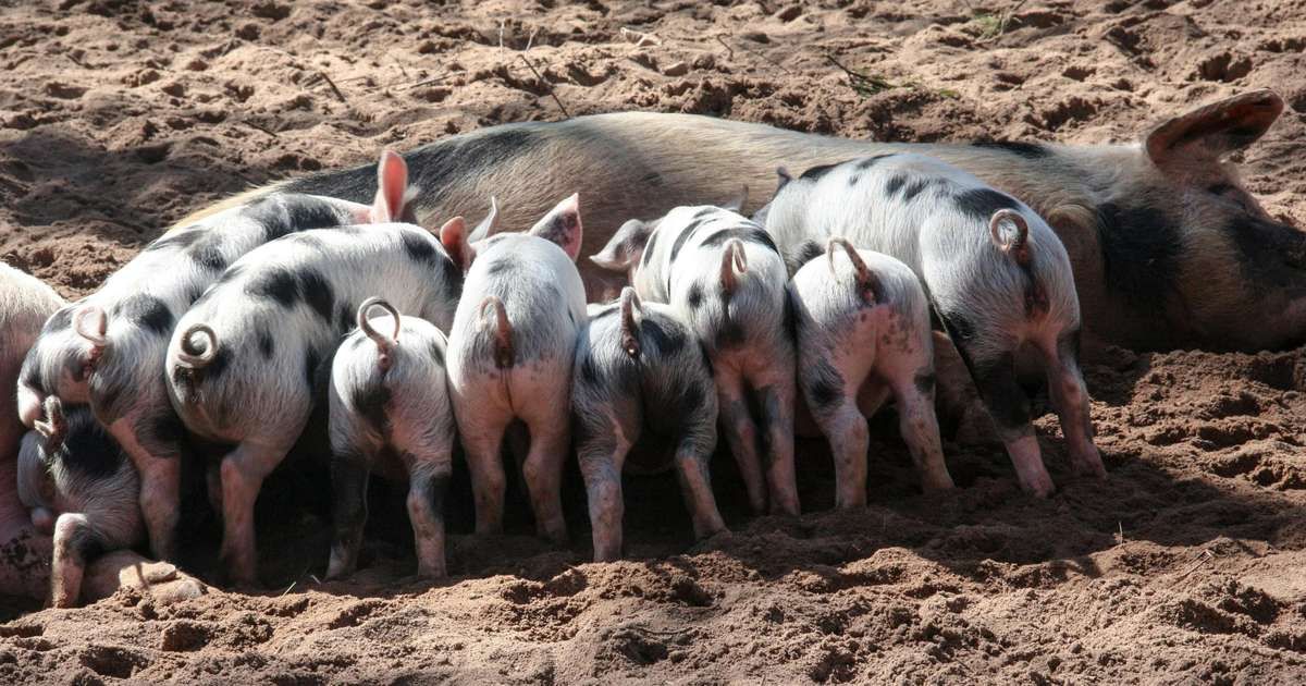 Chocante roubo de leitões em instalação de arte