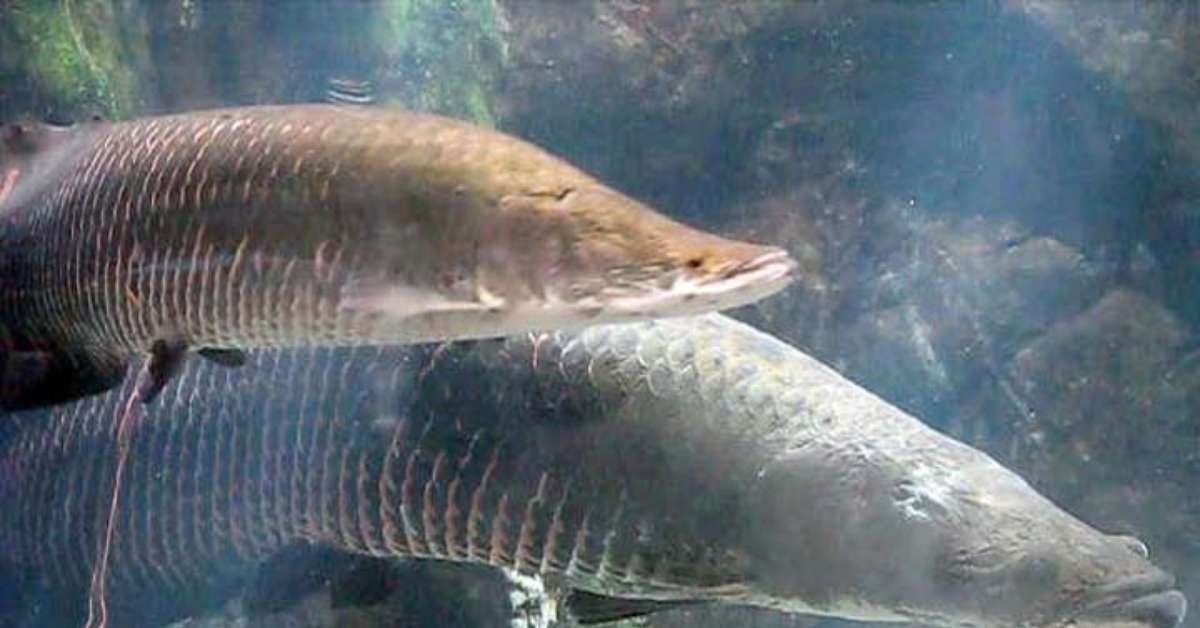 Os maiores peixes de água doce do Brasil