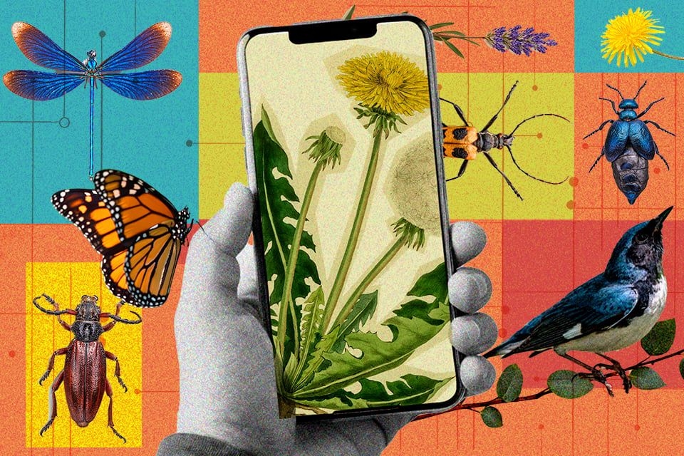 Dicas essenciais para se tornar um naturalista em sua própria casa. Reprodução: Gizmodo