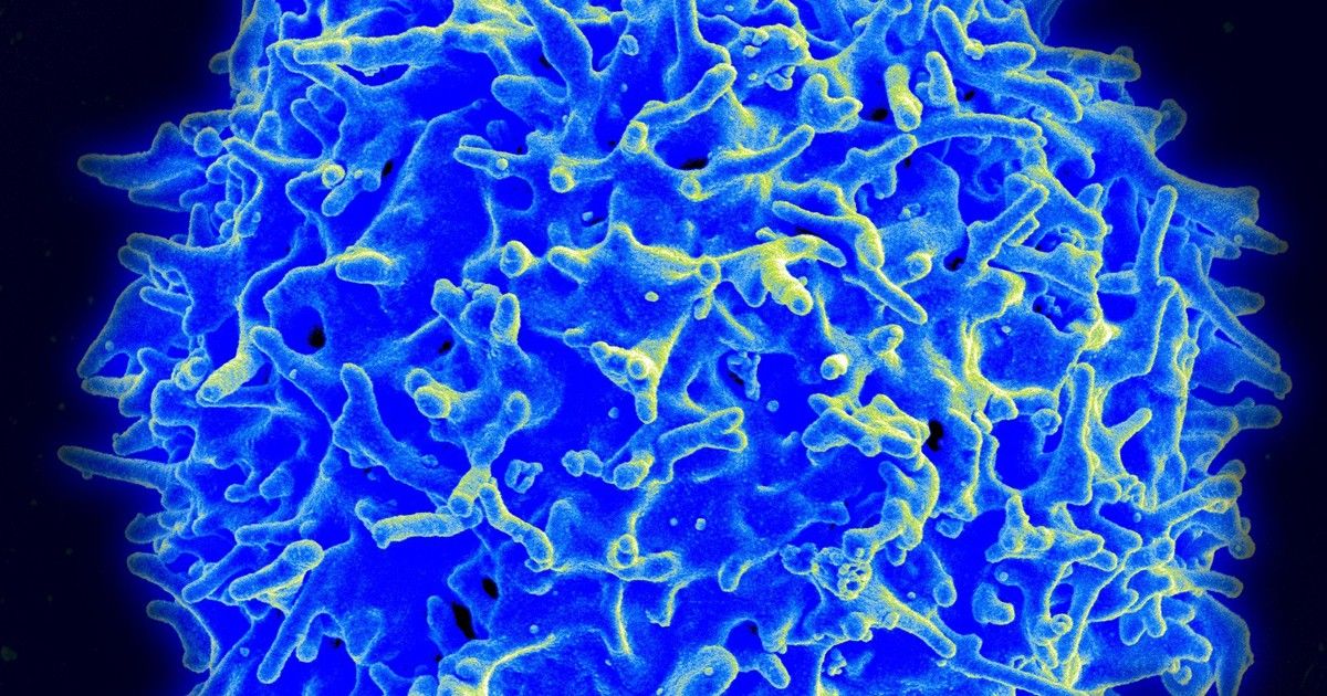 Linfócito T em foco na pesquisa genética para combater o câncer. Legenda da imagem. Reprodução: G1