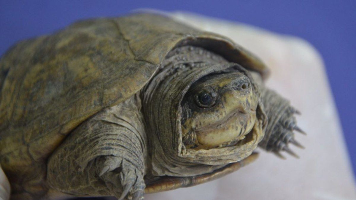 Microplásticos em Tartarugas da Amazônia: Impacto Surpreendente