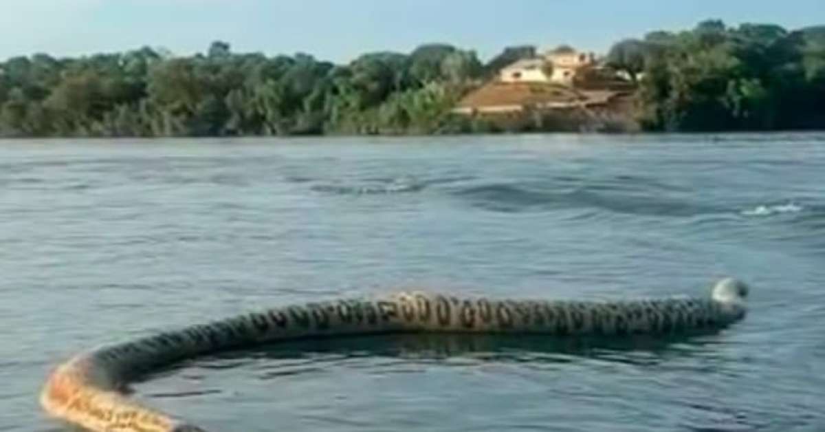 Cobra gigante surpreende comerciante no Rio Tocantins