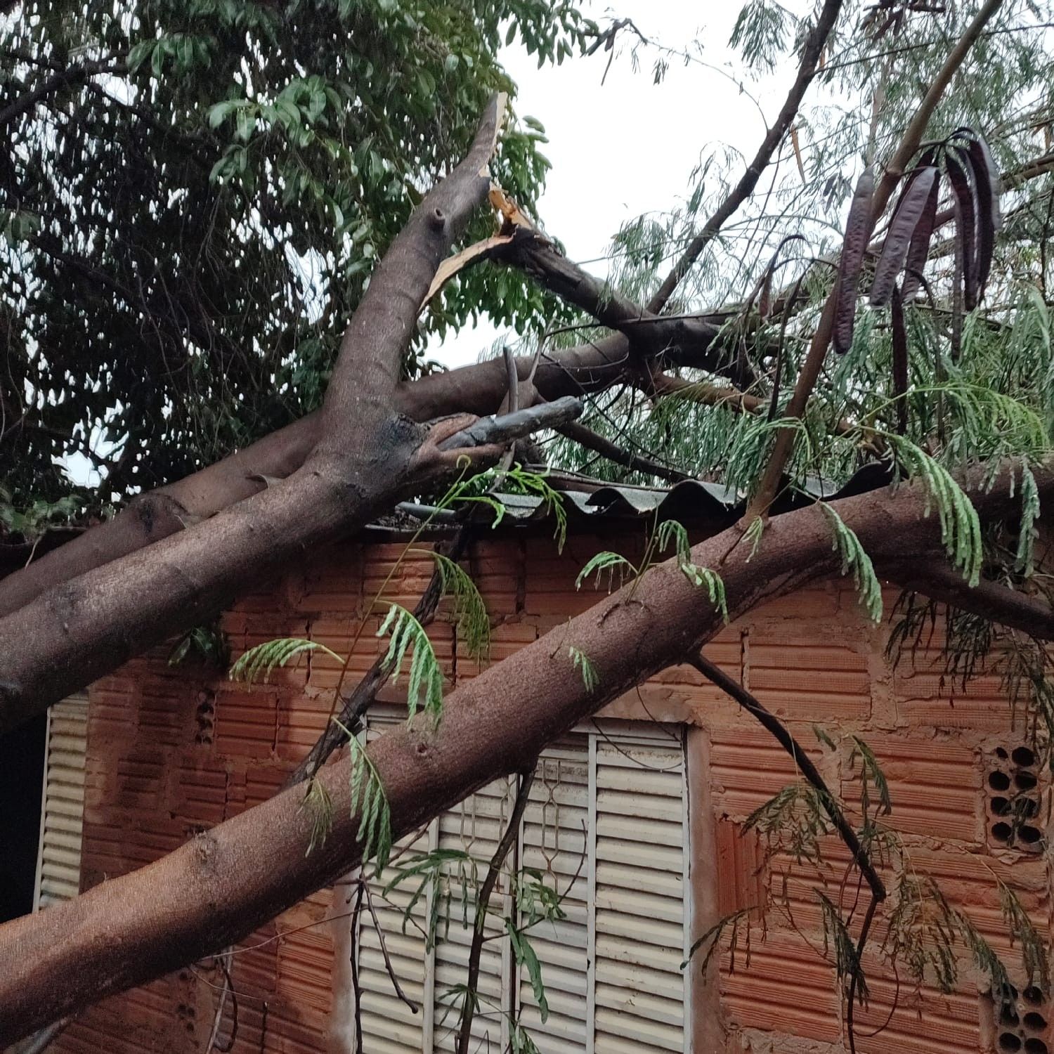 Casas danificadas, carro atingido e trânsito afetado por queda de árvores em Montes Claros.. Reprodução: G1