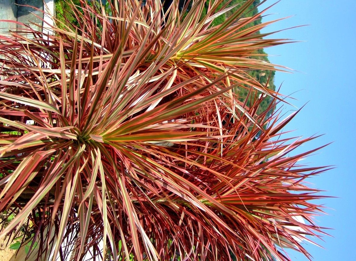 Dracena-tricolor: dicas de cultivo para ambientes internos. Reprodução: Globo