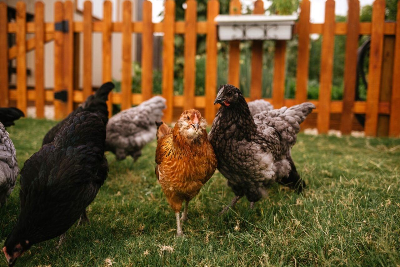 Galinhas de quintal são fonte do surto de Salmonella resistente a múltiplos antibióticos.