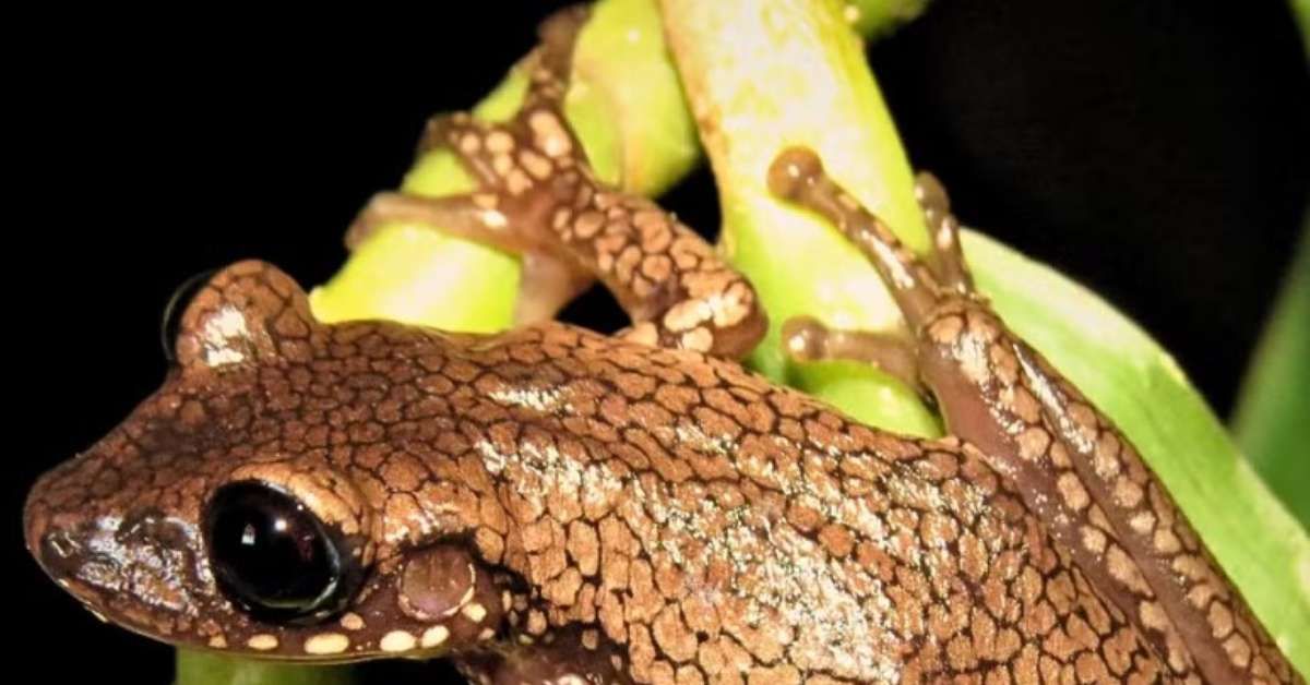 Nova perereca do Cerrado homenageia personagem literária
