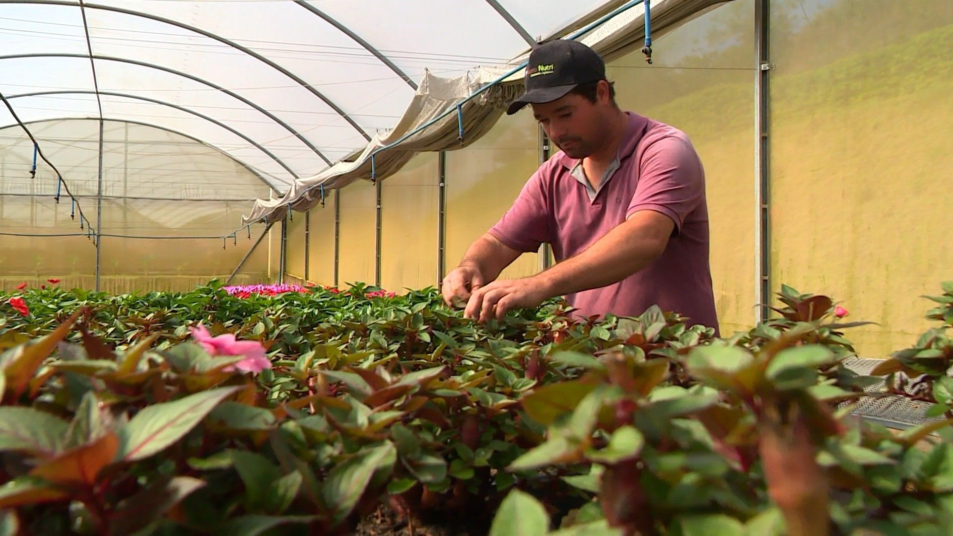 Produtores de Guaçuí se preparam para a alta demanda de flores para o Dia dos Namorados. Reprodução: Globo