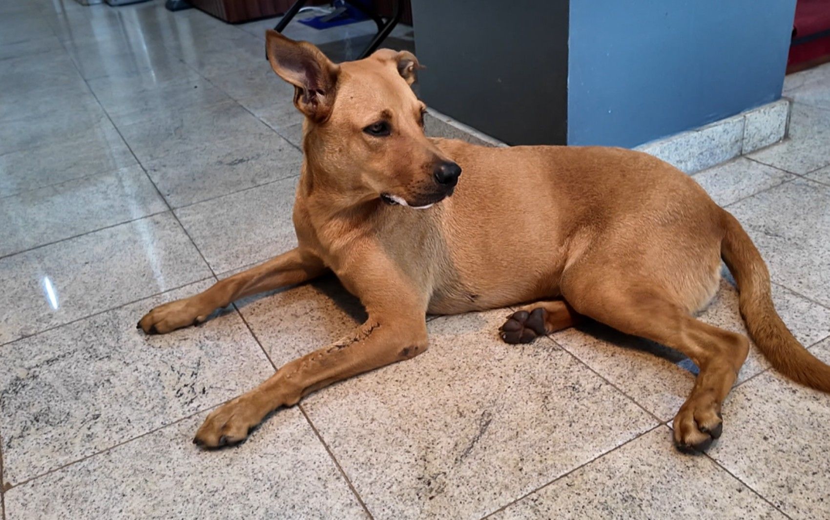 Caramelo, mascote oficial da Câmara de Batatais, encanta funcionários pelos corredores. Reprodução: Retorno do item 11