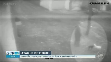 Idoso e cachorro ficam feridos após ataque de pitbull em Taquaritinga, SP; Legenda da imagem. Reprodução: EPTV