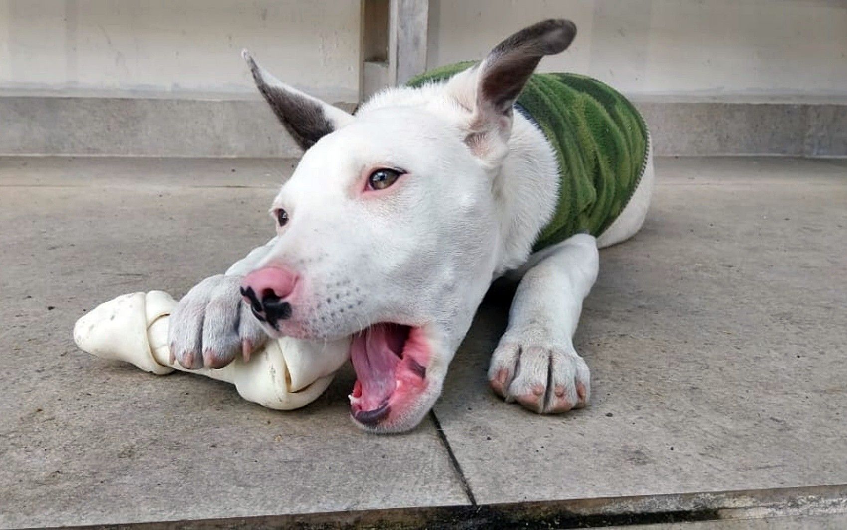 Mulher é presa por agredir filhote de pitbull em Poços de Caldas, MG. Legenda da imagem. Reprodução: Globo