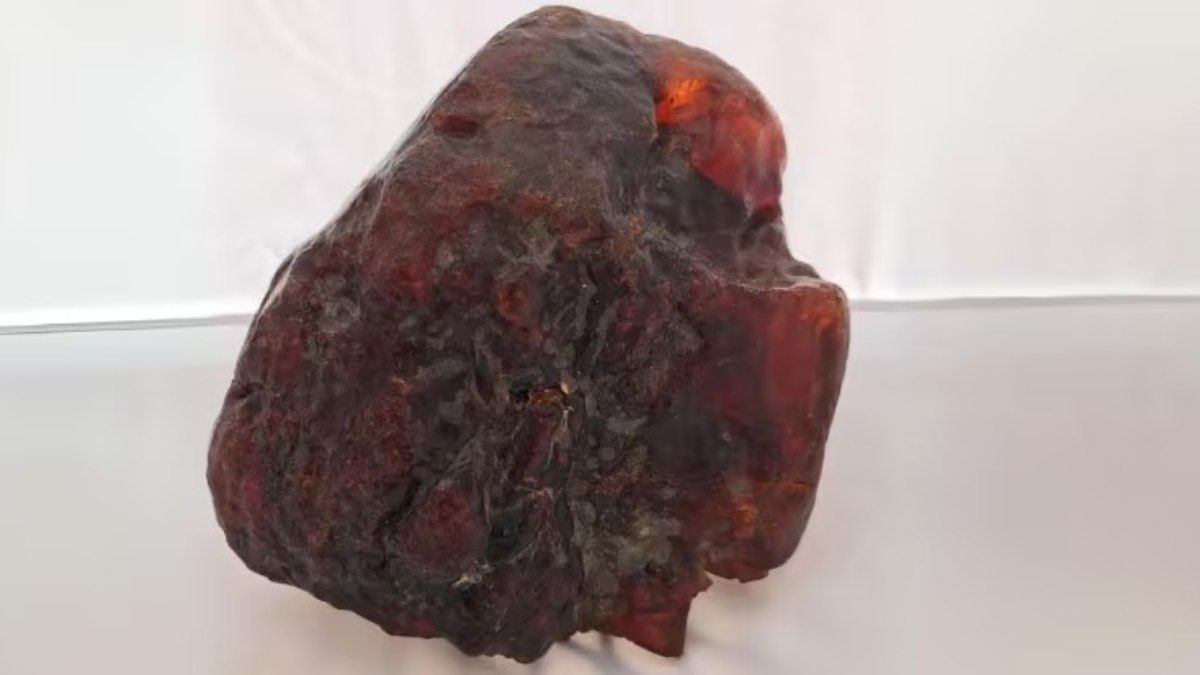 Fósseis de âmbar com espécimes pré-históricos, estimados em 38 a 70 milhões de anos. Legenda da imagem. Reprodução: iG.