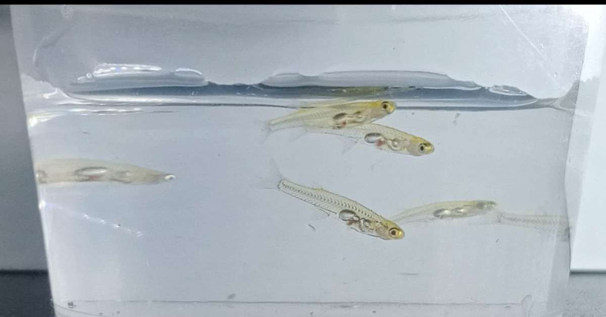 Conheça os animais mais barulhentos do planeta