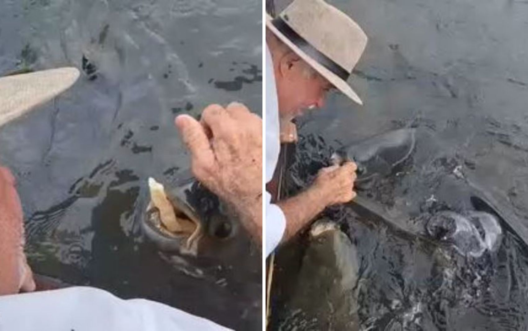 Peixes são alimentados como pets com biscoito em Goiás