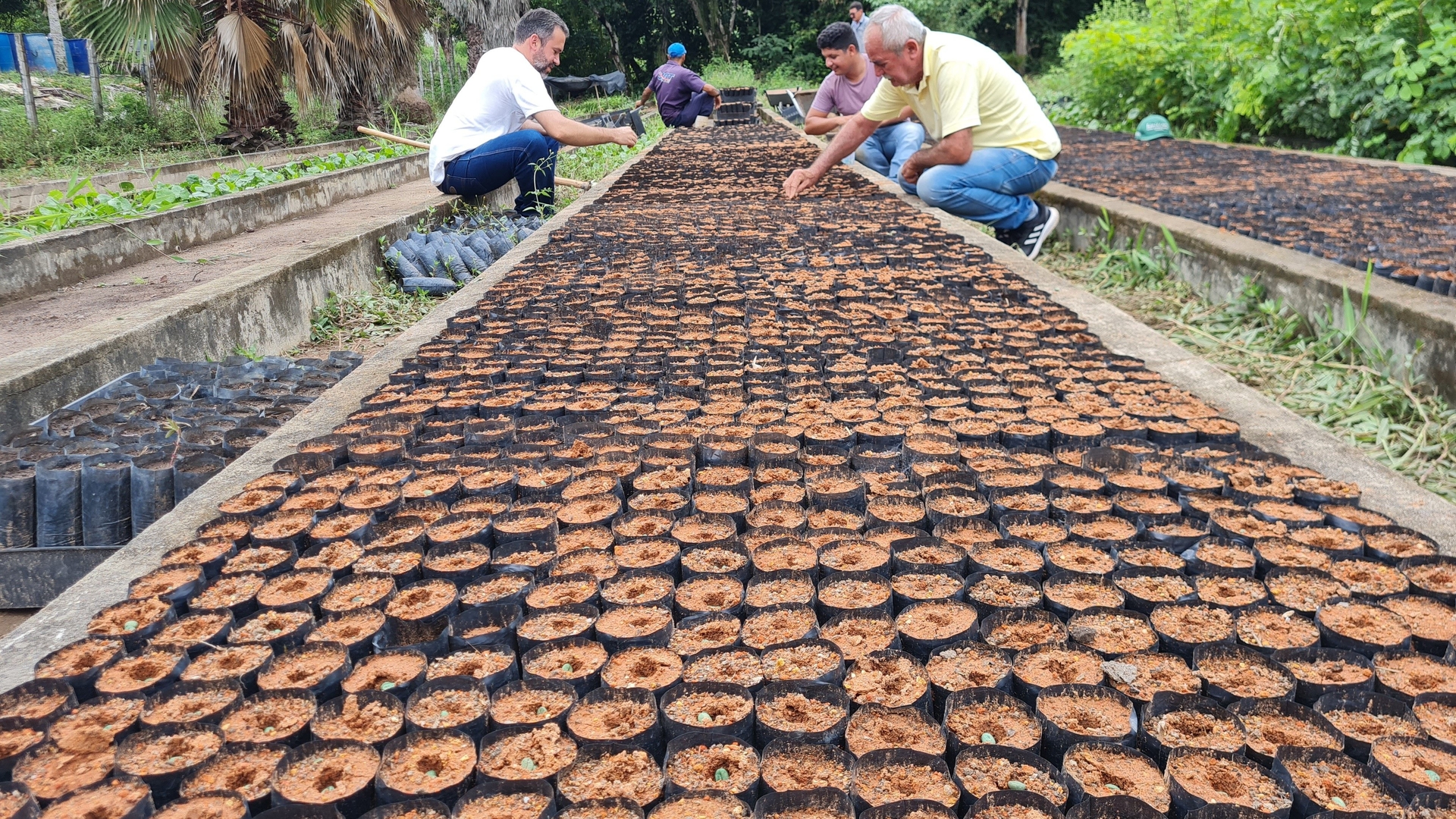 Pesquisadores da UFPB promovem o cultivo de café arábica no Brejo Paraibano, resgatando a tradição cafeeira da região.; Reprodução: Globo