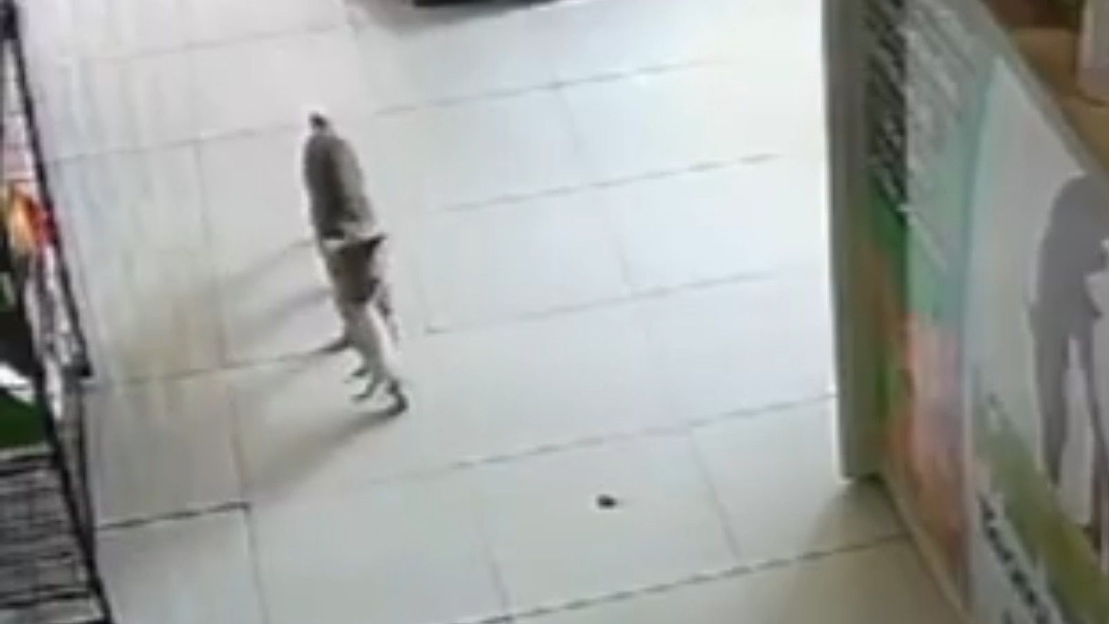 Gata busca ajuda veterinária para filhote ferido