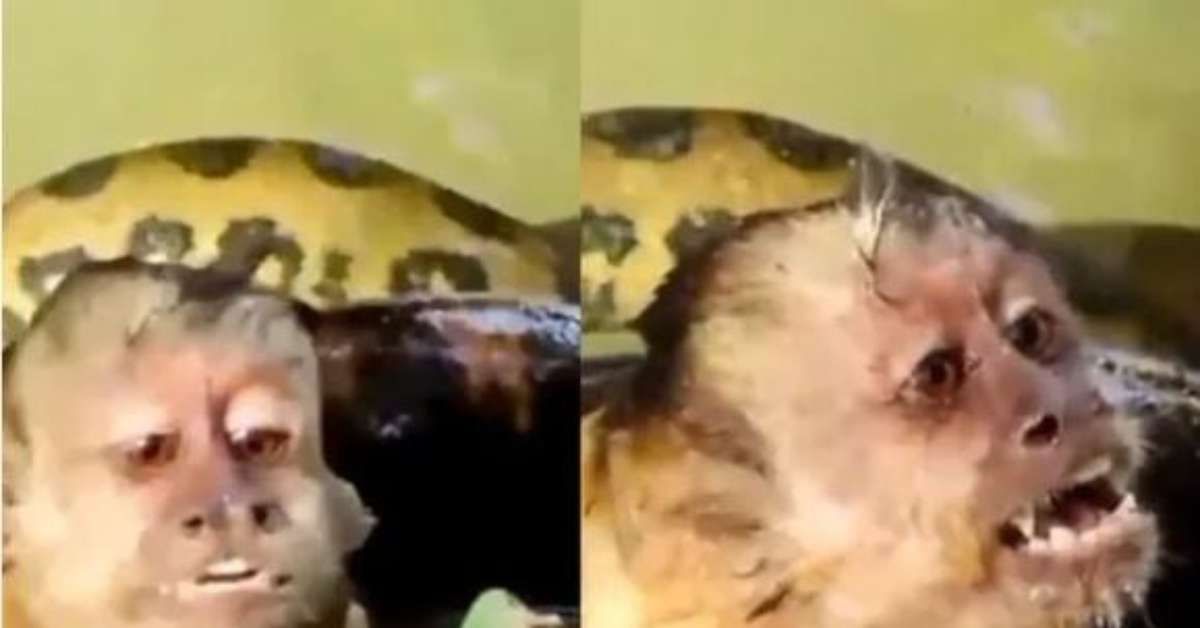 Turistas resgatam macaco sufocado por cobra em Bonito