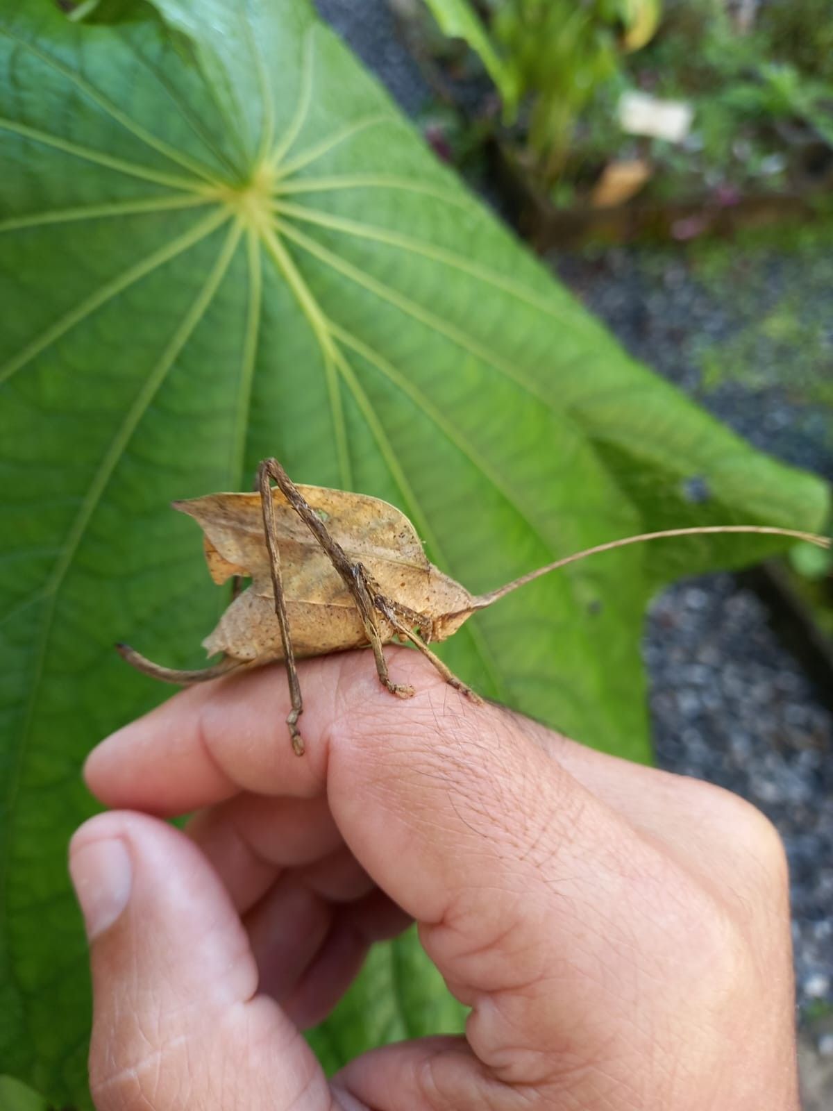 Estrada tranquila revela ausência alarmante de insetos em Campos.; Reprodução: Globo