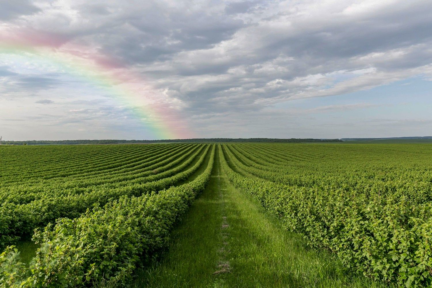 Pesquisadores discutem a modificação genética de plantas para enfrentar o aquecimento global e garantir a produção alimentar. Reprodução: Globo